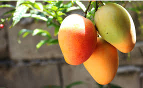Fruit Plants